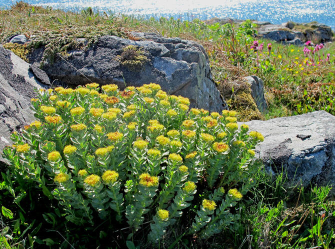 Planten som reduserer stress